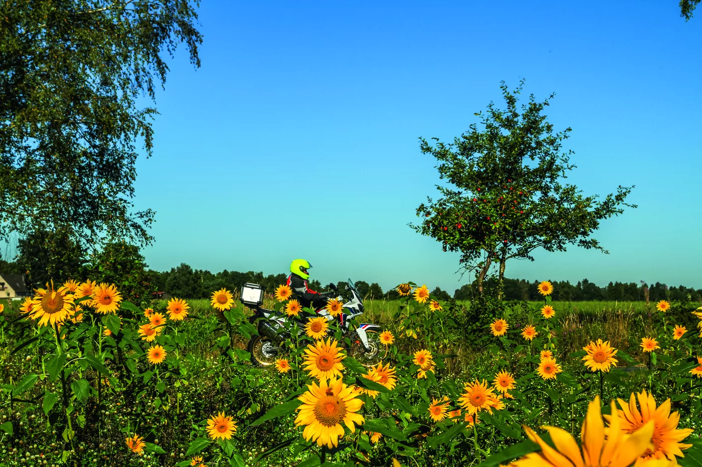 Motorrad hinter einem blühenden Sonnenblumenfeld